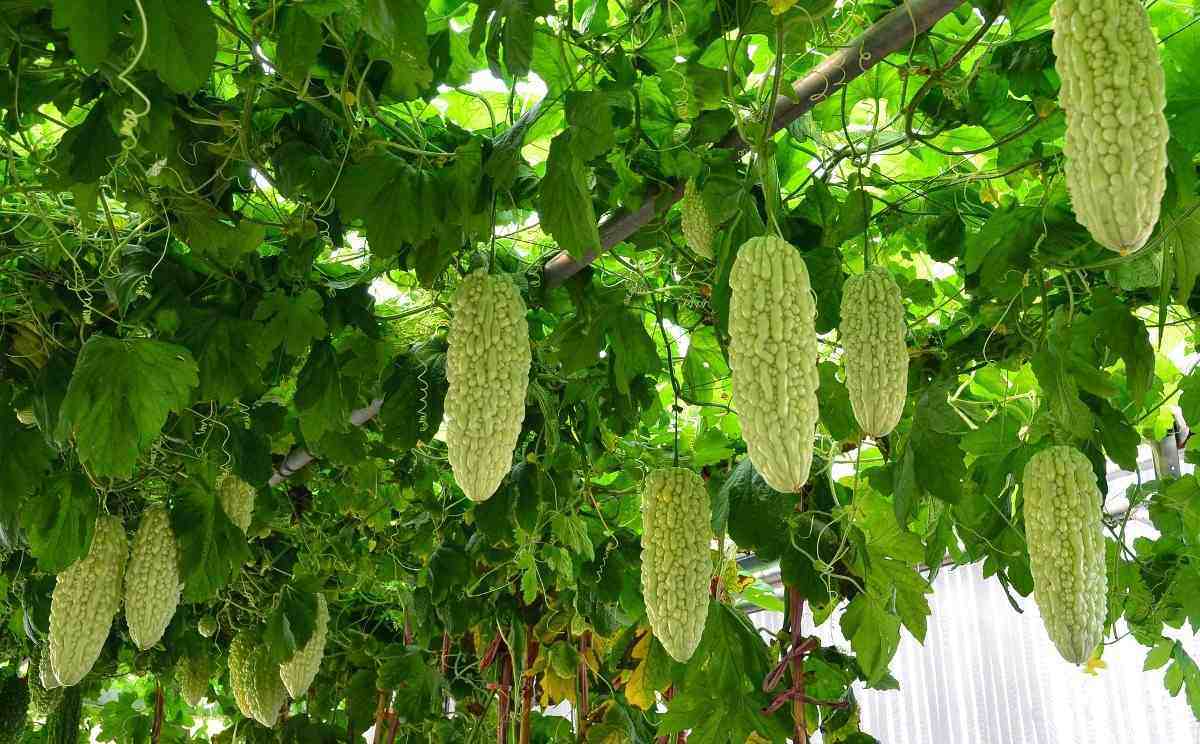 Bitter gourd leaves not only have medicinal and nutritive properties, they can be added to tasty recipes as well. Bitter Gourd Seed Germination Time Period Procedure Gardening Tips