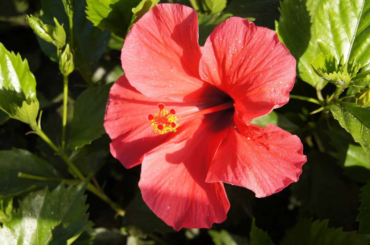 Growing hibiscus plants in pots from cuttings, seeds