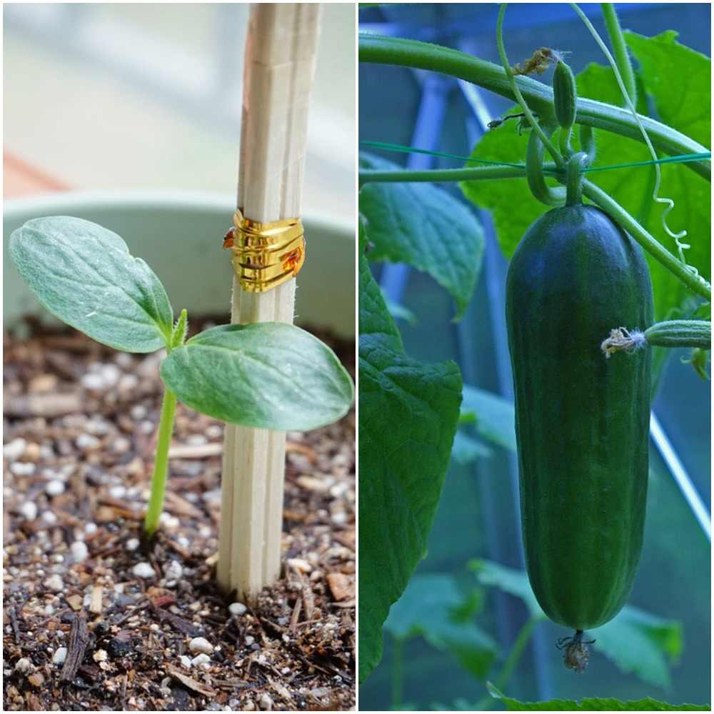 Growing cucumbers in pots from seed, cucumber care