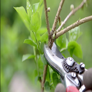 Pruning