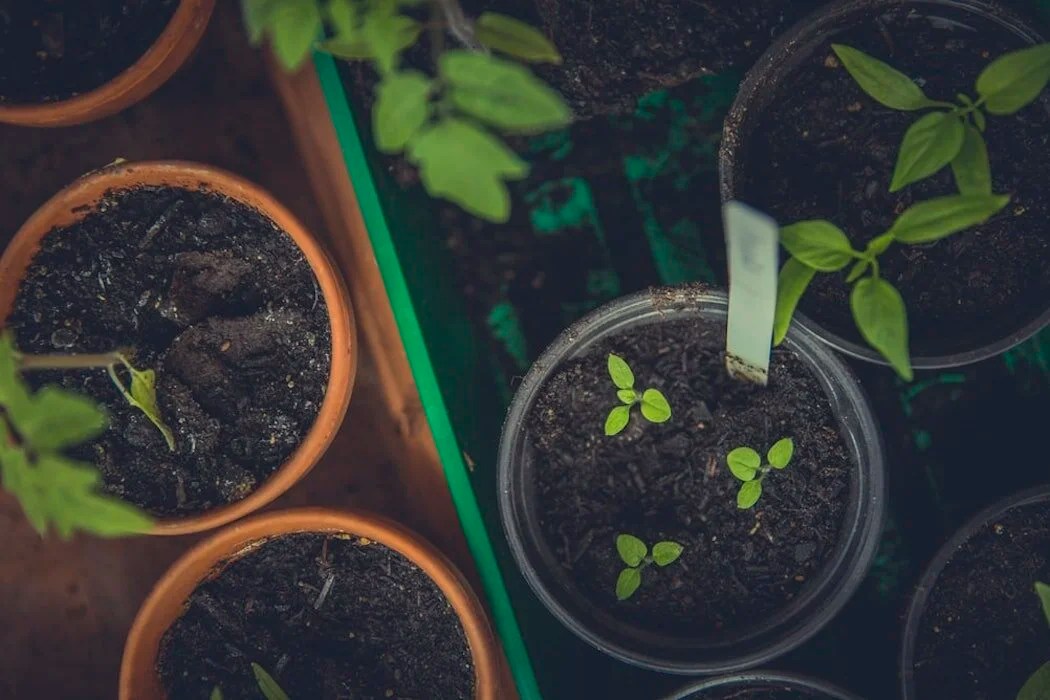 Reasons to grow your own