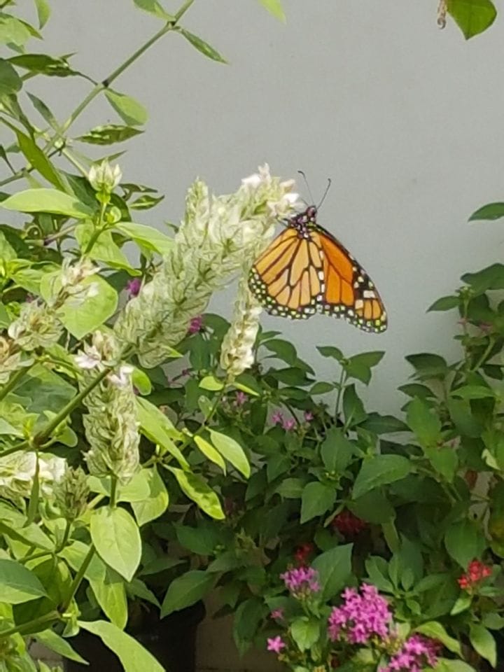 Spring home & garden show information booth