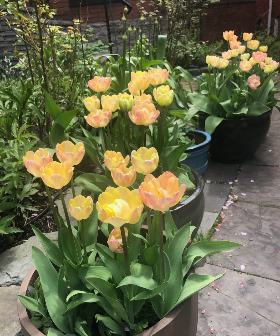 Life is short. plant tulips.