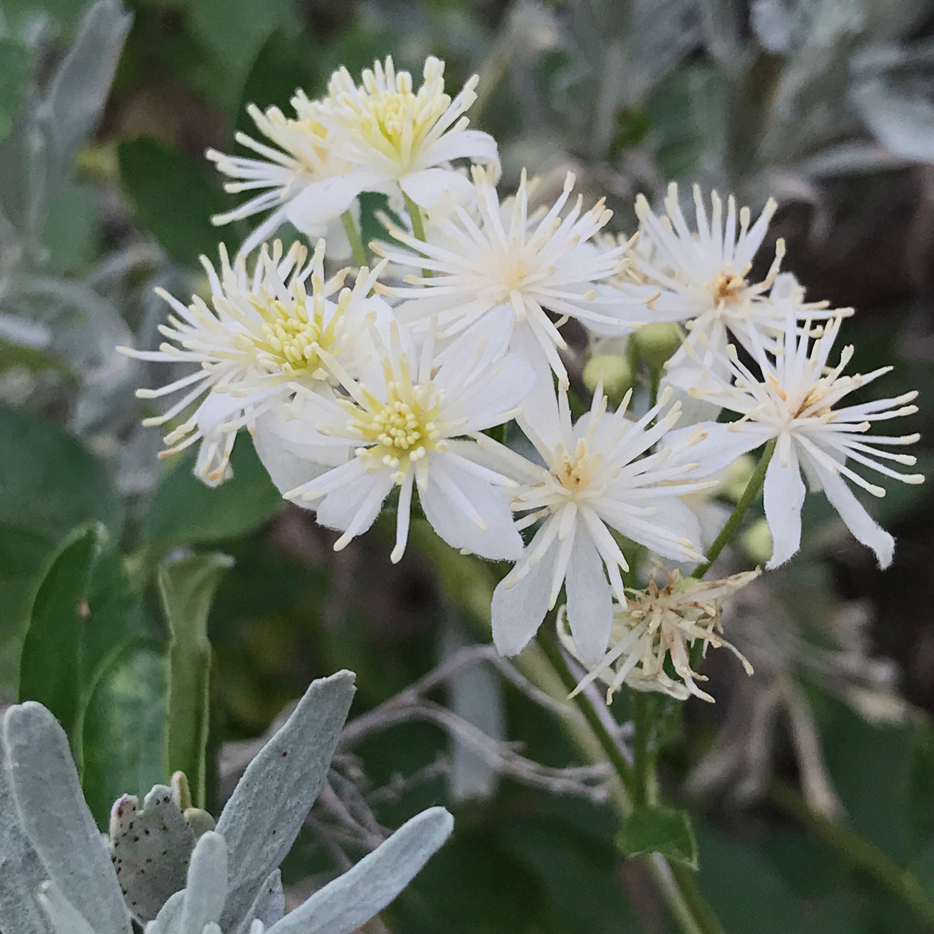 Clematis ligusticifolia, a staminate, male flower, I photographed along the John Day River.