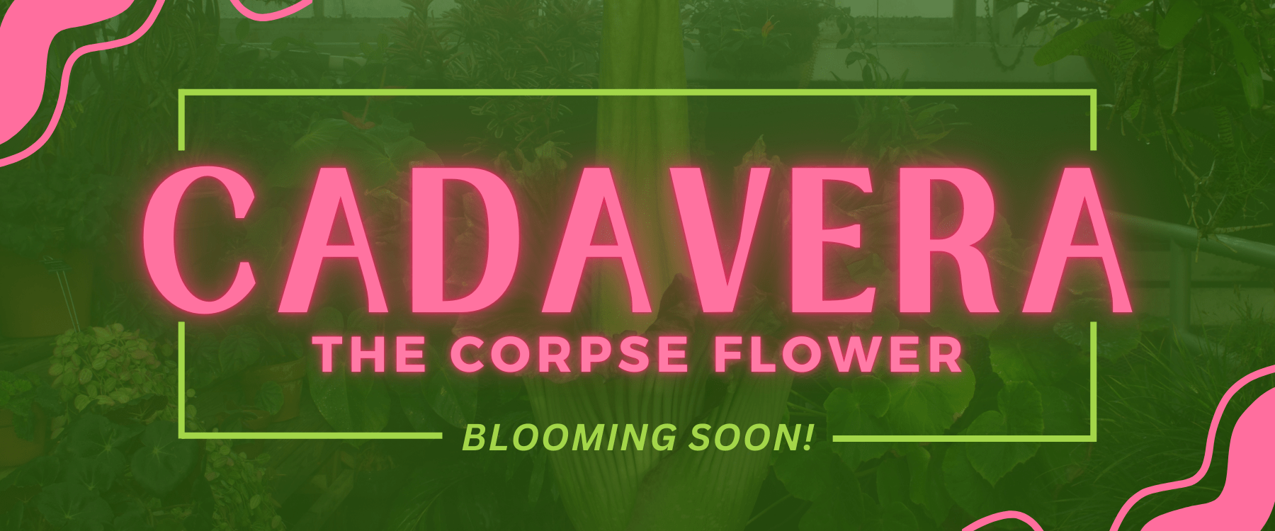 Cadavera The Corpse Flower Banner