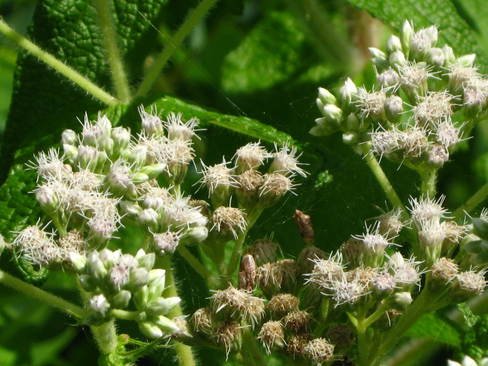 Simply The Best Boneset Gardens Eye View
