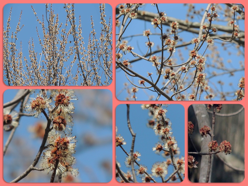 The Maple Tree Through Spring | Gardens Eye View