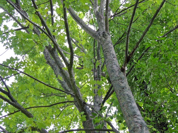 Lichen My Maple Gardens Eye View