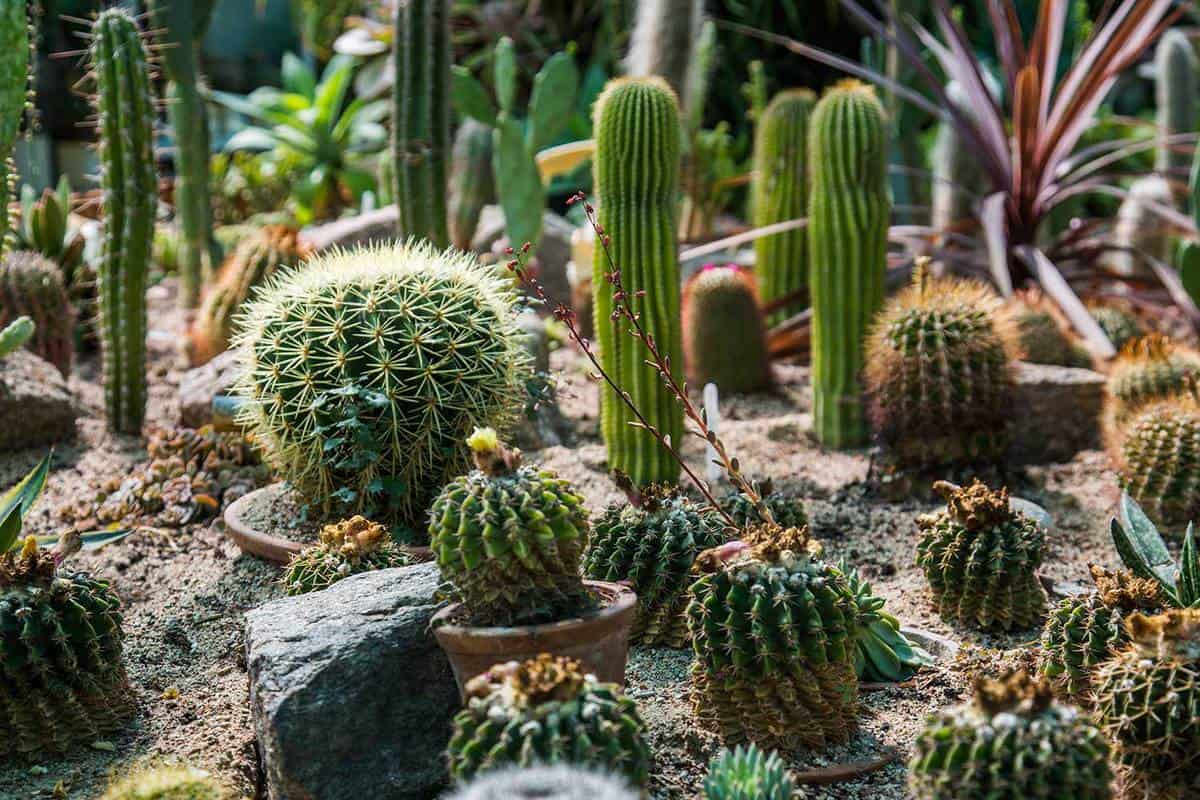 Deciding where to plant your garden depends a lot on sun exposure—where the sun hits your yard, and for how long. 68 Cactus Landscaping Ideas That Will Inspire You Garden Tabs
