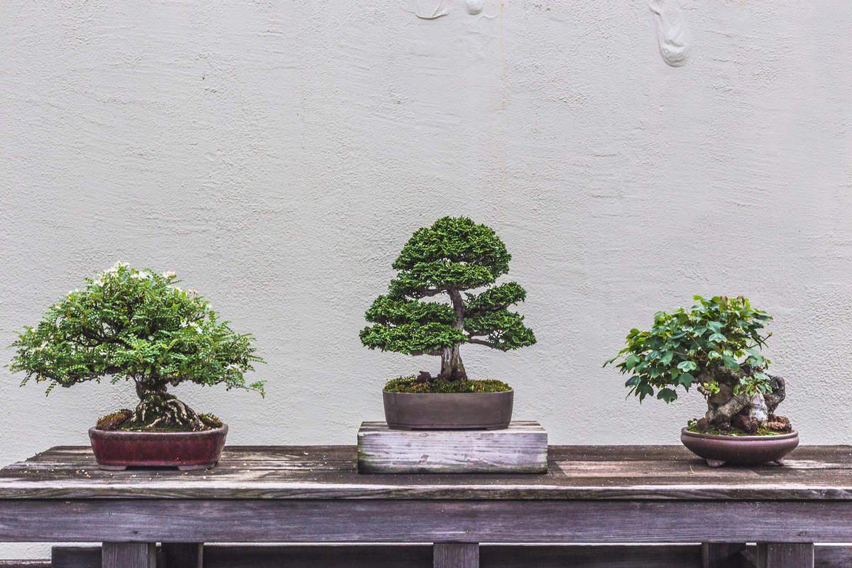 What Does Bonsai Mean In War : Bonsai Tree Exhibit Offers Novel Take On 75th Anniversary Of End Of World War Ii Spokane Public Radio / To expand on the battle cry usage, wikipedia has the term banzai charge.
