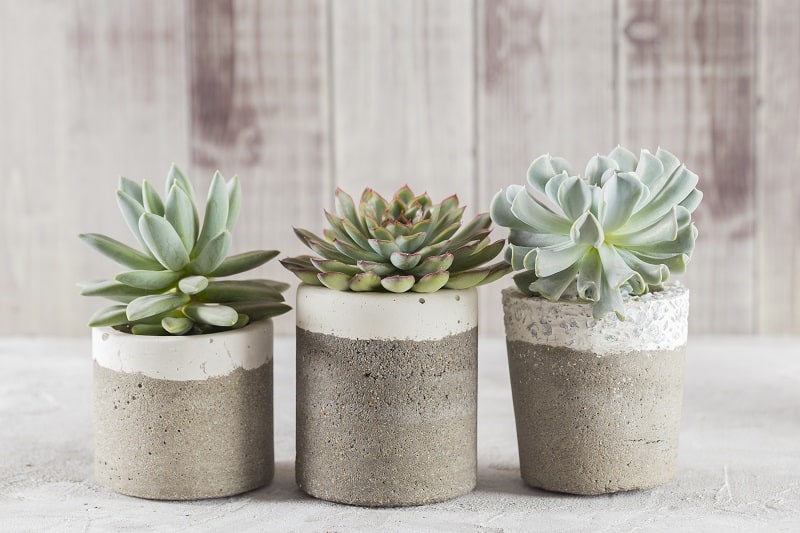 Succulent leaves falling off