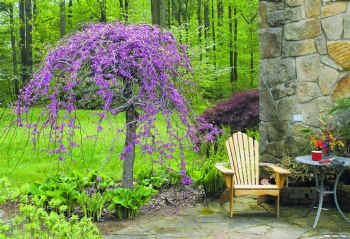 Best Trees For Small Spaces In Northeast Ohio Independent Tree