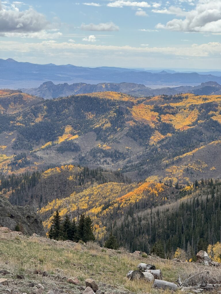 Mt Dutton Fall Colors