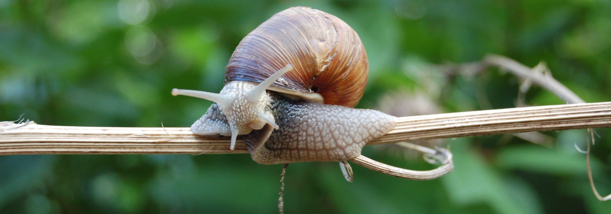 Snail