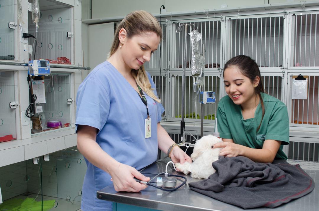 Internamento - Garra Hospital Veterinário