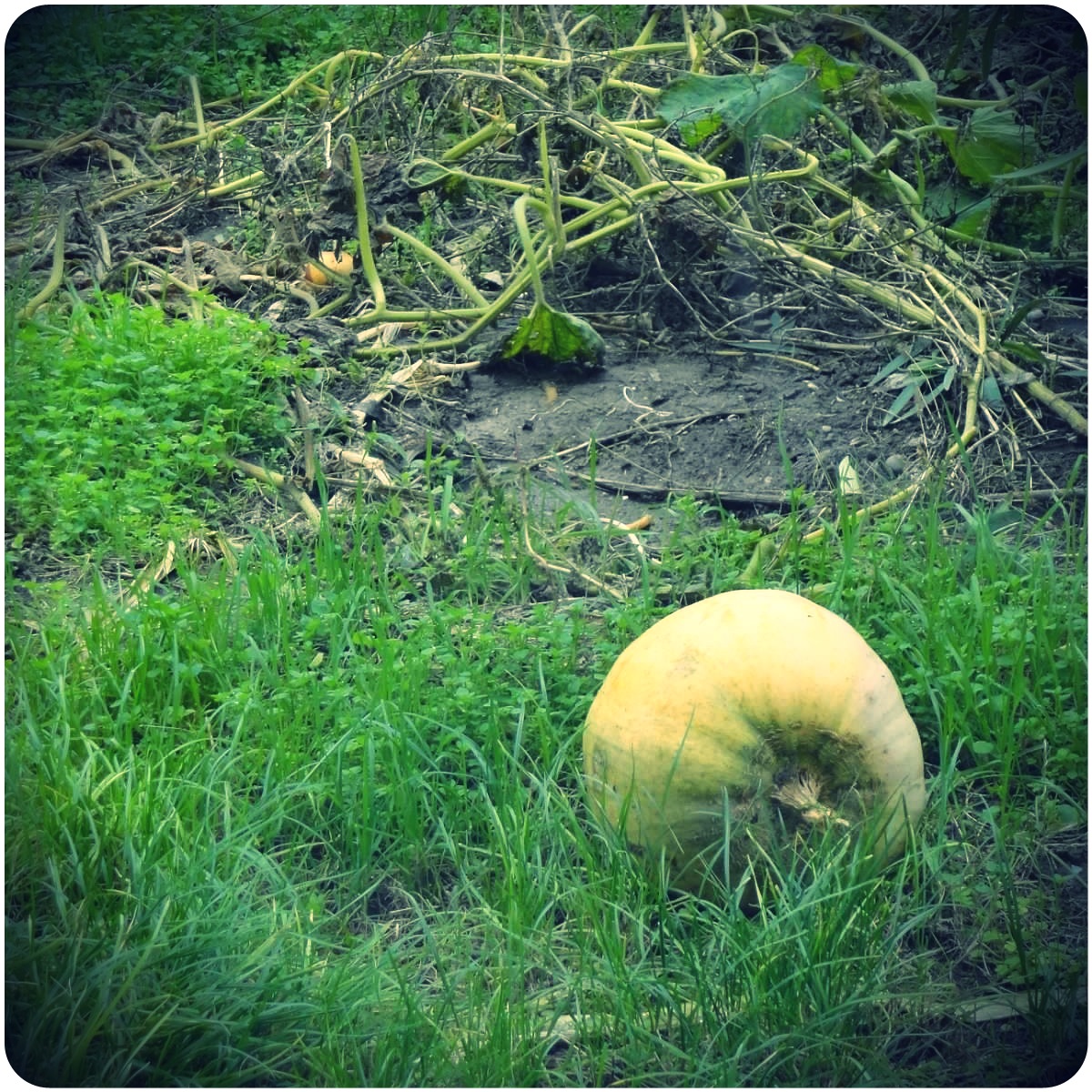 Pumpkin in the Field