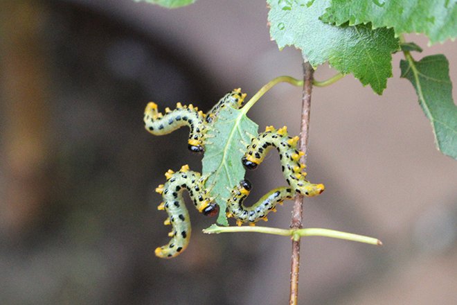 Darüber entscheidet eine reihe von faktoren. BreitfÃ¼Ãige Birkenblattwespe SchÃ¤dling fÃ¼r Birken und