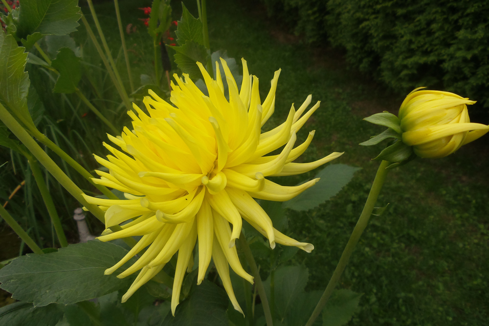 Gelbe Dahlie mit dünnen, eingrollten Blütenblättern, die sich zu einer prachtvollen Blüte zusammenbündeln.