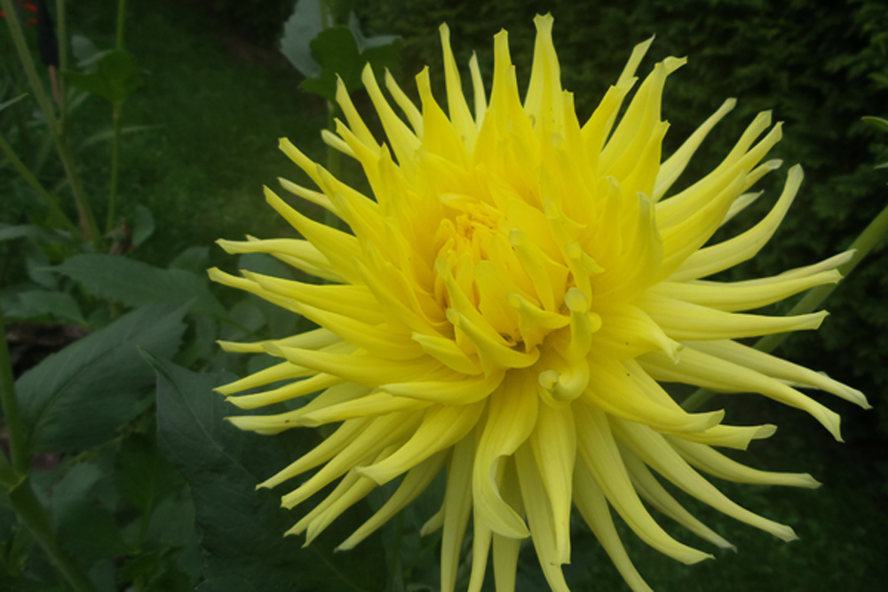 Gelbe Dahlie mit dünnen, eingrollten Blütenblättern, die sich zu einer prachtvollen Blüte zusammenbündeln.