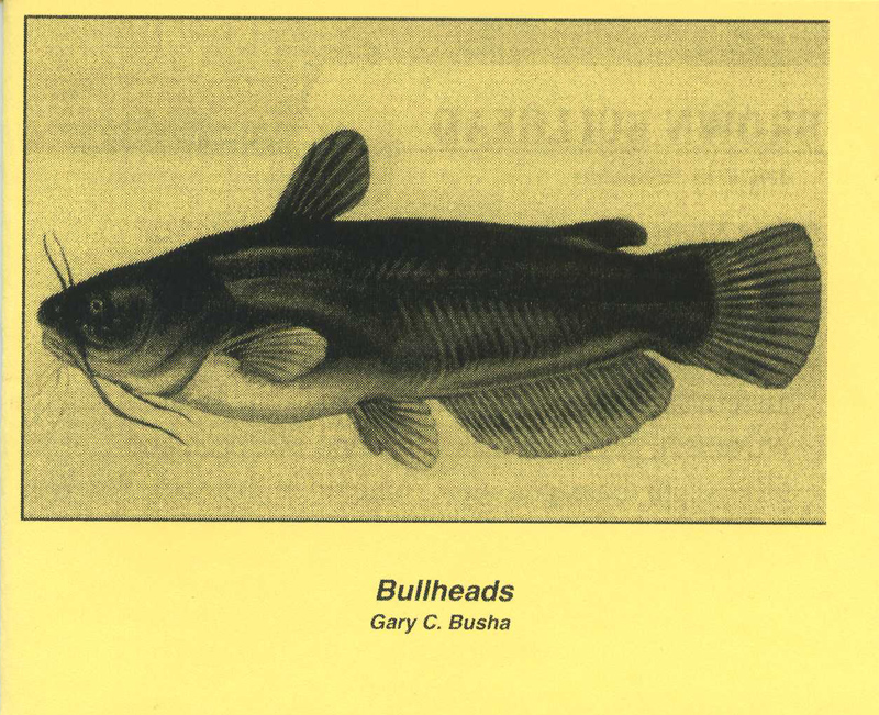Bullheads by Gary C. Busha