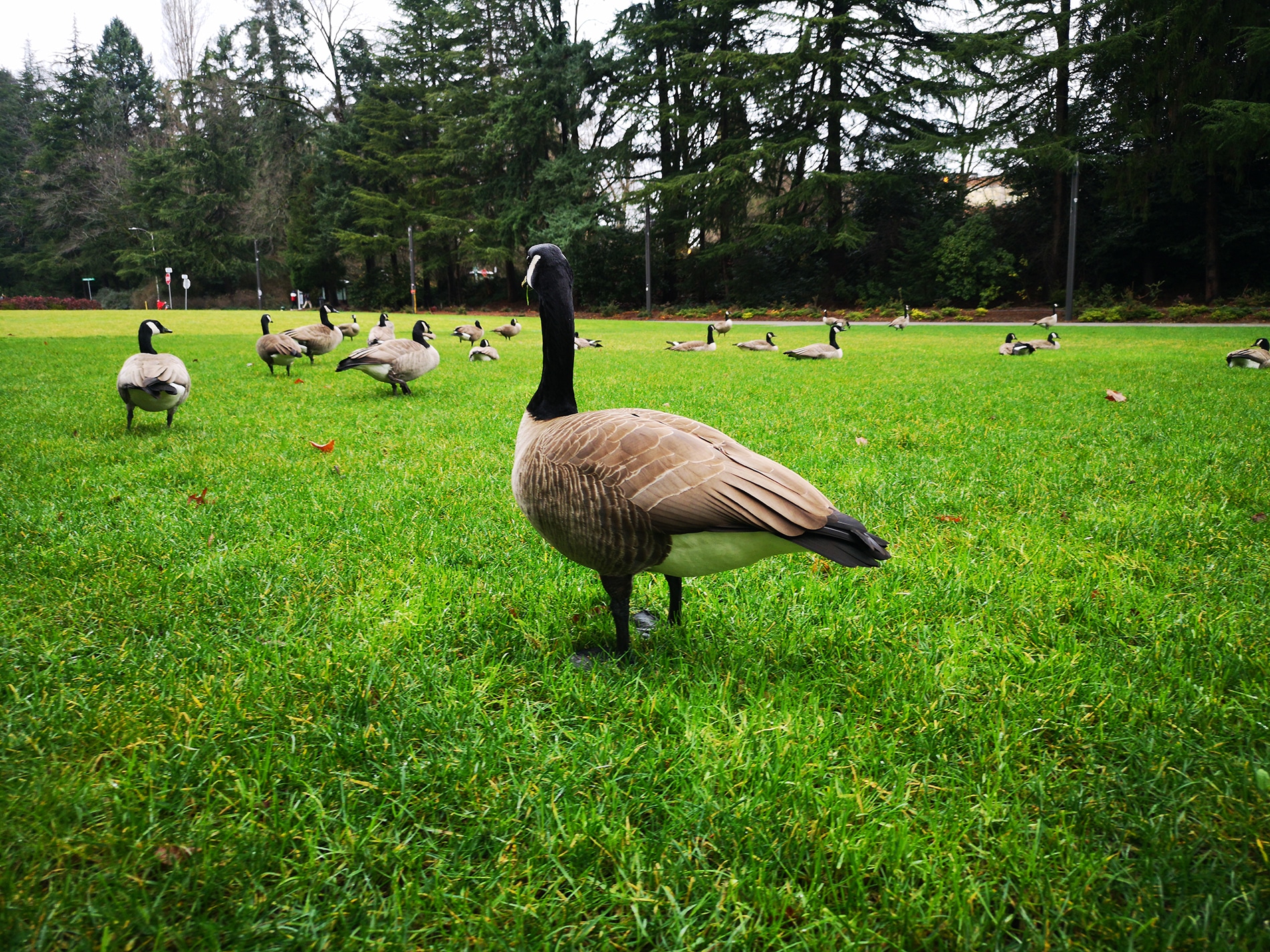 Geese on the lawn. A lot of geese on the green grass. Beautiful photos of geese