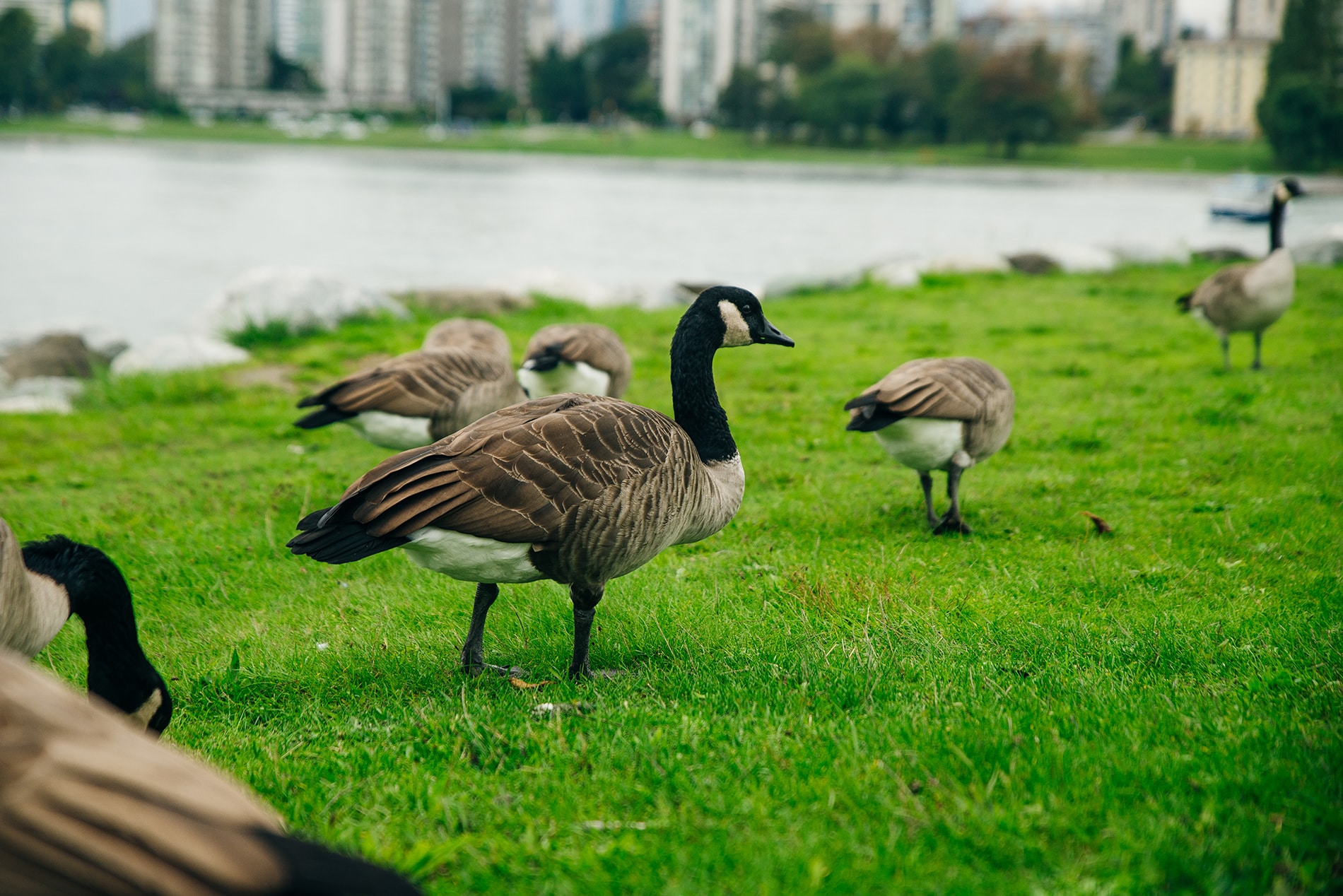 flock of canadian geese in a local park