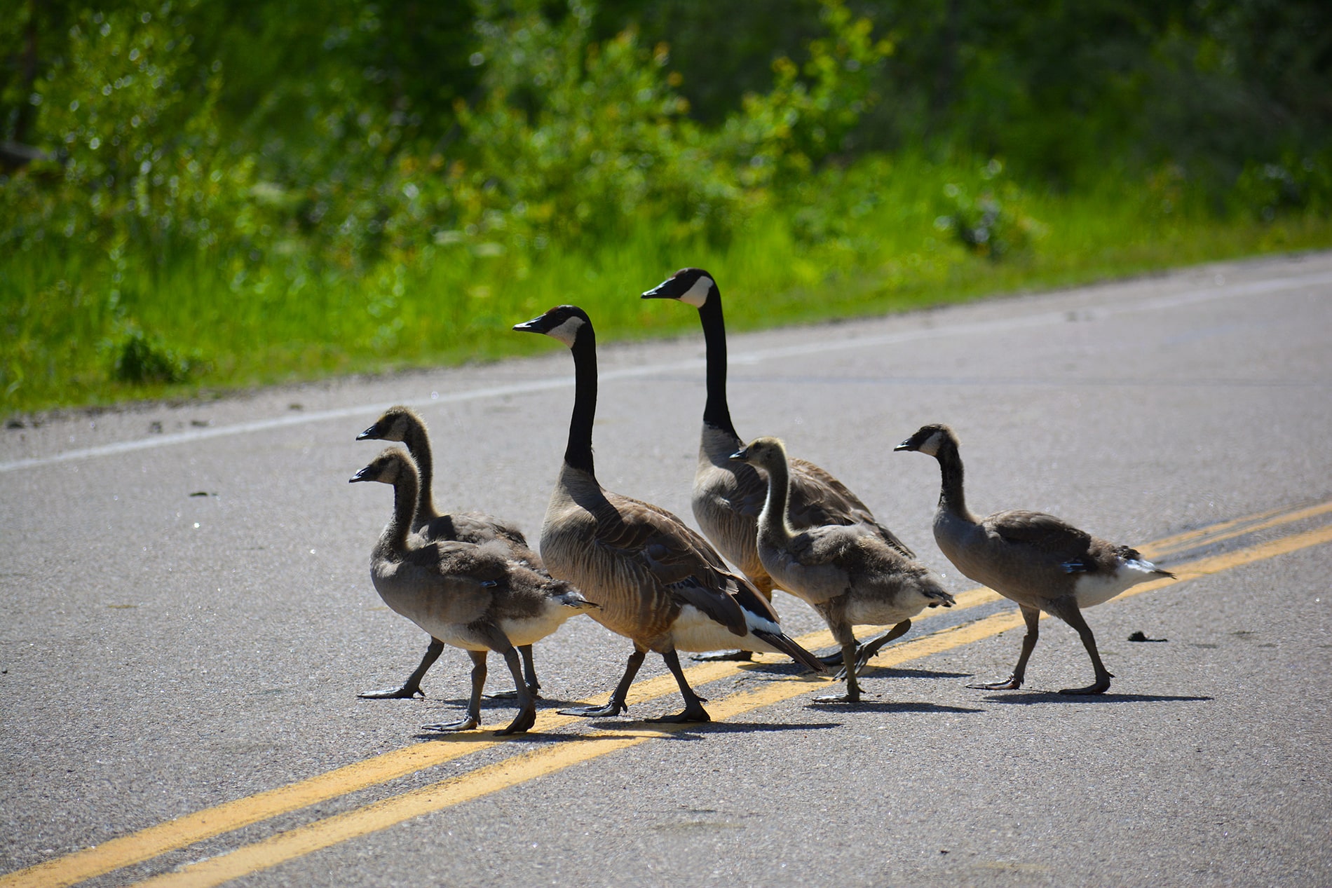 Family Of Canadian Geese Crossing Road