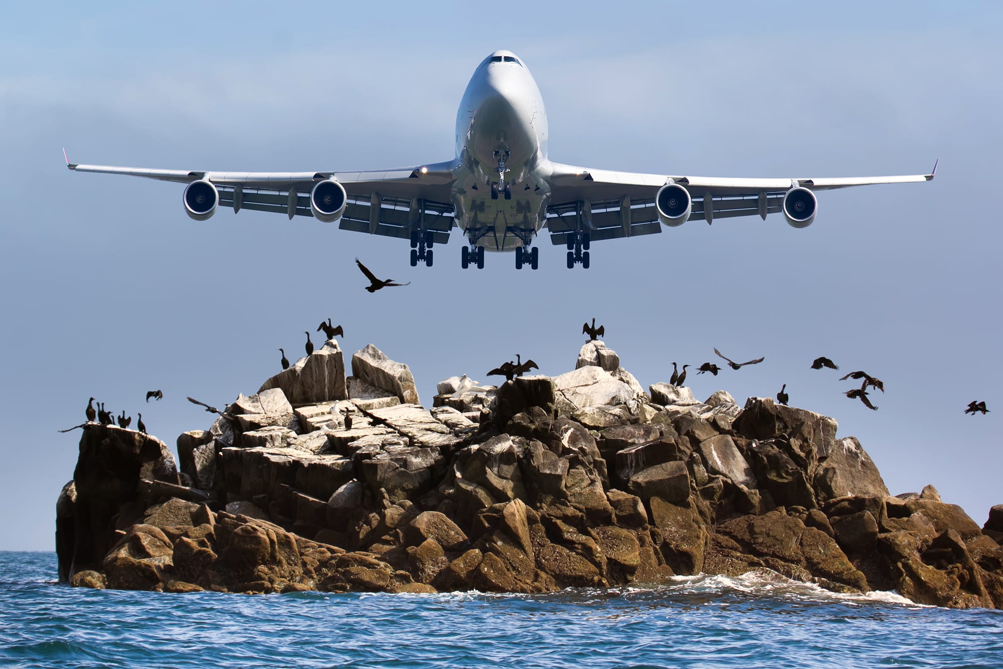 A passenger plane takes off over sea, cliffs and nests of wild birds. Scared flock of birds soars into the sky. Front view of the aircraft.