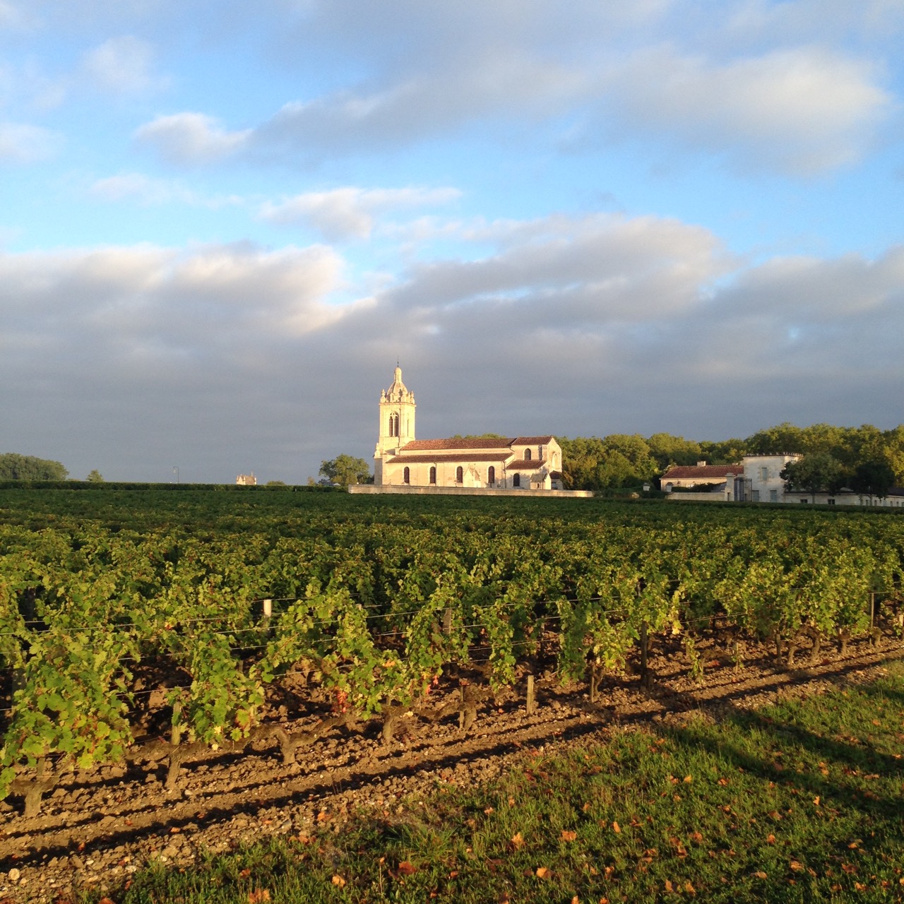 The vineyard by the drive.