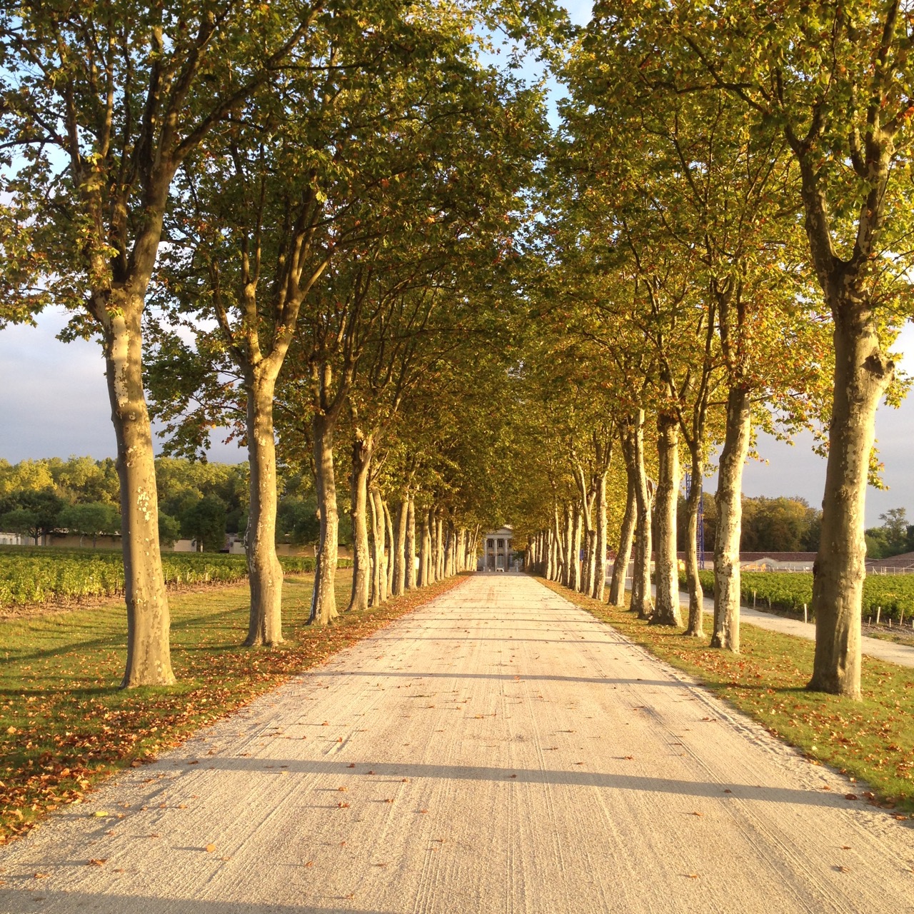 The drive to the chateau.