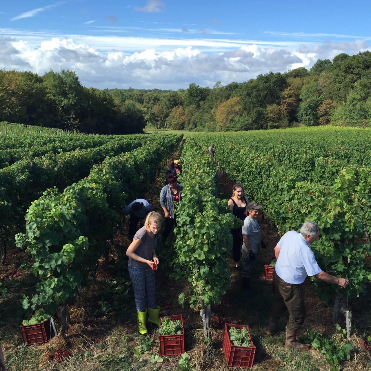 Sophie and some of the harvest team