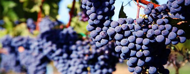 grapes