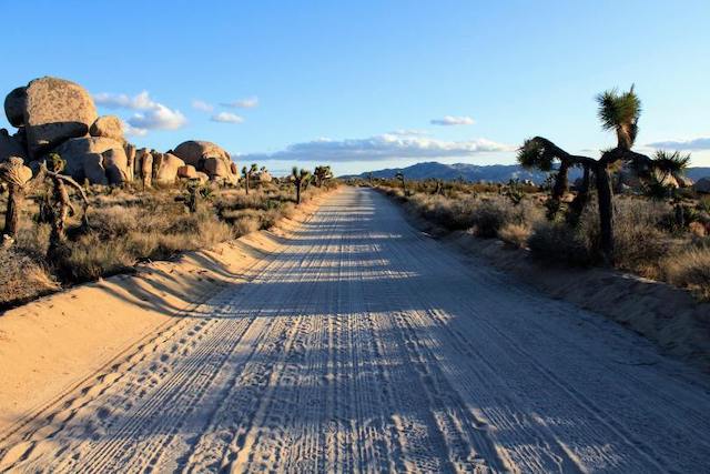 Joshua Tree Dirt Road