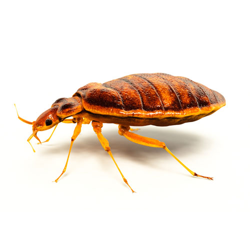 We don’t just control pests, we eliminate them! Bed Bug Treatment Pest Control Houston Gulf Coast Exterminators