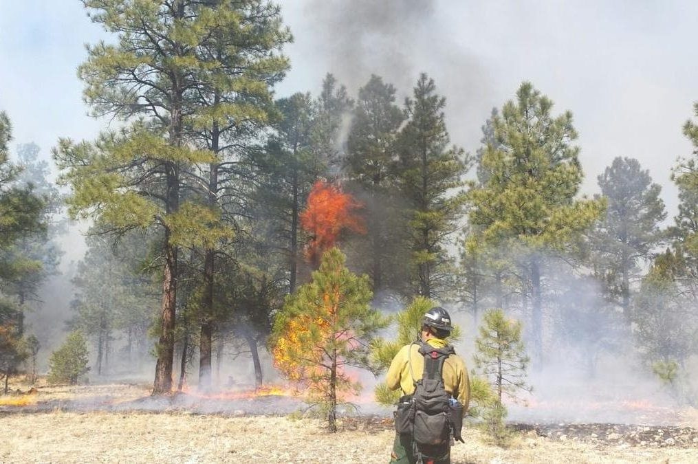 USFS WindNinja