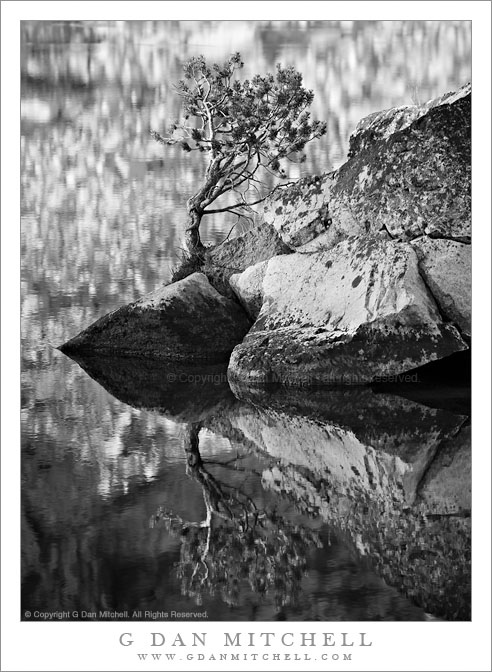 Tree and Rocks, Lower Young Lake