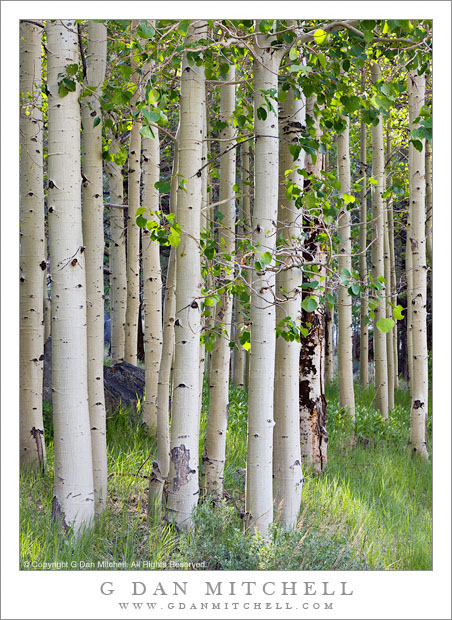 Aspen Grove, Spring - Morning light filters through an eastern Sierra aspen grove on a spring morning.