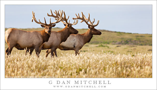 Three Tule Elk, Grassland - Three tule elk grazing along the headlands area at Point Reyes National Seashore.