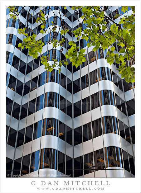 Urban Spring - New spring growth against a backdrop of downtown San Francisco buildings.