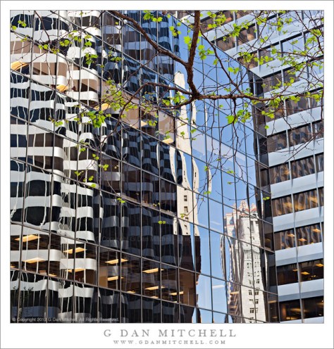 Visual Puzzle with Tree Visual Puzzle with Tree - A tree with early spring greenery against a backdrop of the reflecting windows of downtown San Francisco buildings.