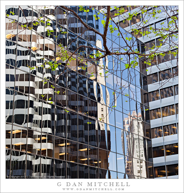 Visual Puzzle with Tree - A tree with early spring greenery against a backdrop of the reflecting windows of downtown San Francisco buildings.
