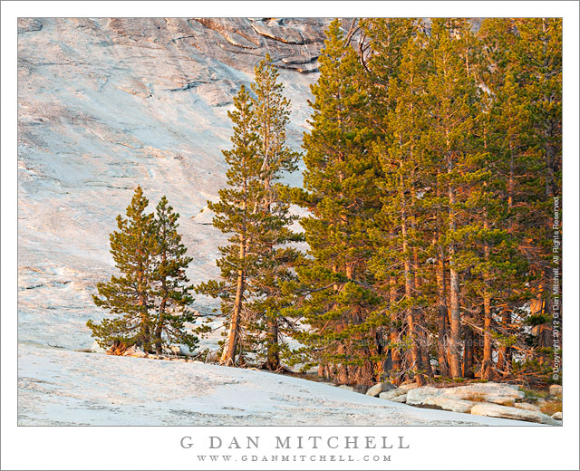 Trees and Granite Slabs, Sunset - Sunset light on granite slabs and lodgepole forest, Yosemite National Park, California.
