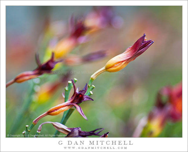 Daylily Blossoms - Daylily blossoms in the Commemorative Garden at the Gene and Irene Wockner Hospice Center