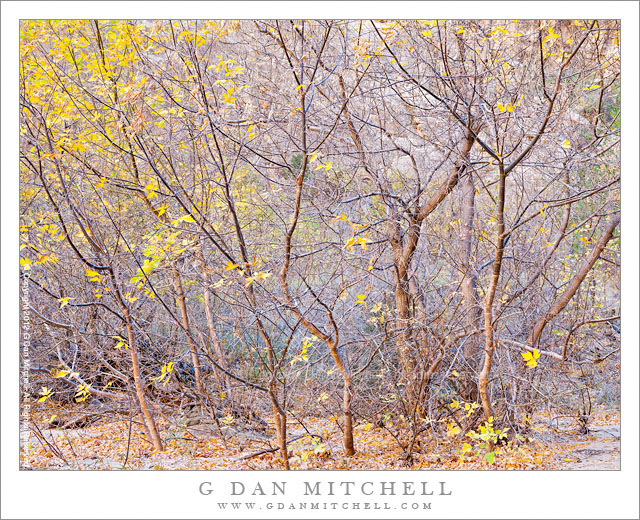 Box Elder Thicket, Fall - A dense thicket of box elder trees along the Excalante River, Utah