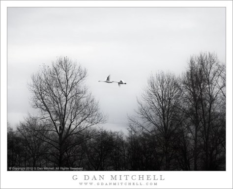 Trumpeter Swans, Trees Trumpeter Swans, Trees - Two trumpeter swans fly through trees along the edge of the Skagit River, Washington