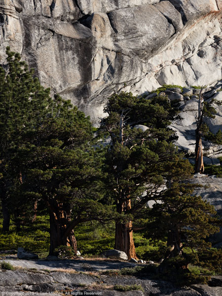 Sierra Nevada Trees And Granite (dark exposure)