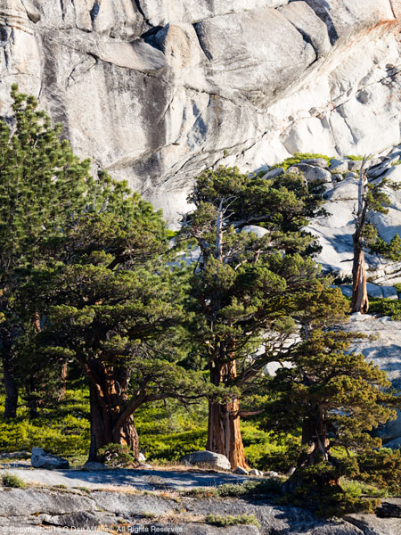 Sierra Nevada Trees And Granite (light exposure)
