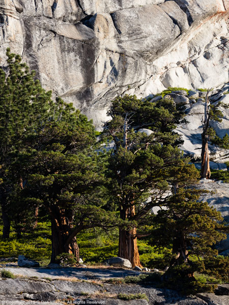 Sierra Nevada Trees And Granite (dark exposure)