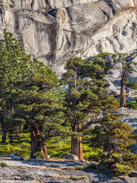 Sierra Nevada Trees And Granite