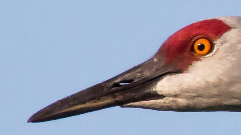 Bird in flight — 100% magnification crop. Handheld, 100-400mm lens with 1.4x TC at 400mm (560mm effective).